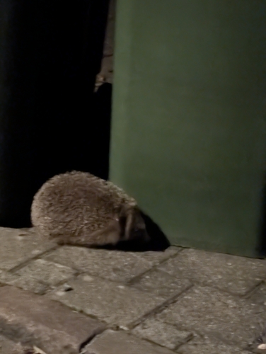 Common Hedgehog