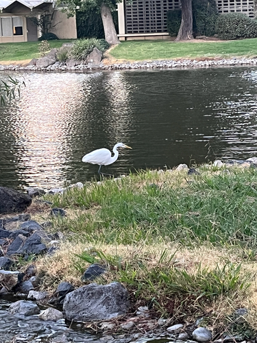 Great Egret