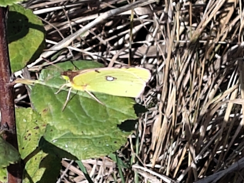 Clouded Yellow