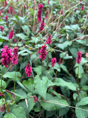 Bistorta amplexicaulis
