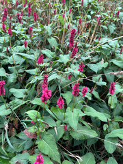 Bistorta amplexicaulis, photograph (c) Anwen Evans, some rights reserved (CC BY)