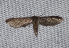 Protoproutia laredoata