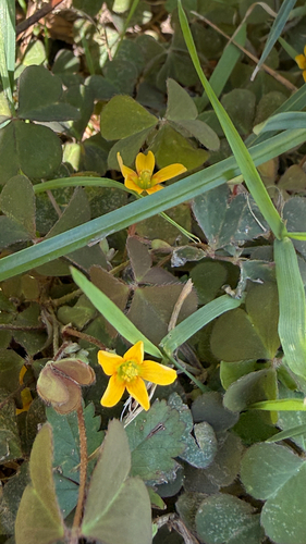 Creeping Woodsorrel