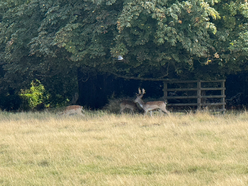 European Fallow Deer