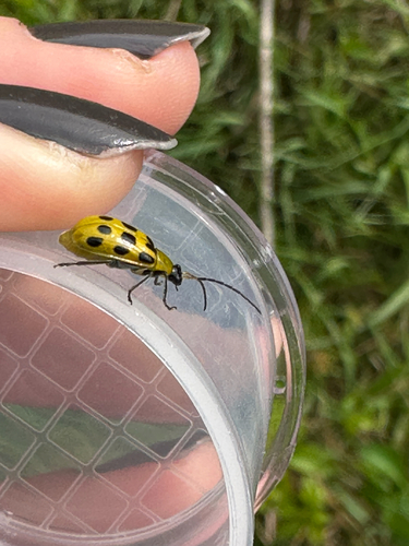 Spotted Cucumber Beetle