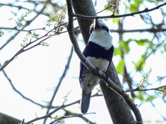 Notharchus hyperrhynchus