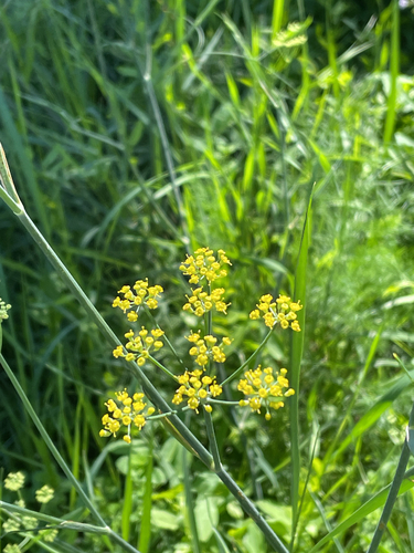fennel