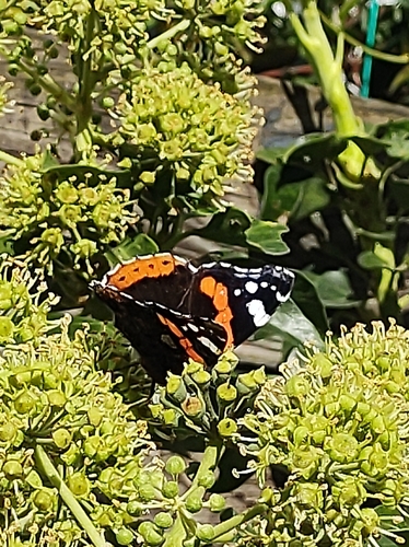 Red Admiral