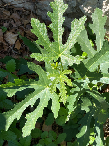common fig