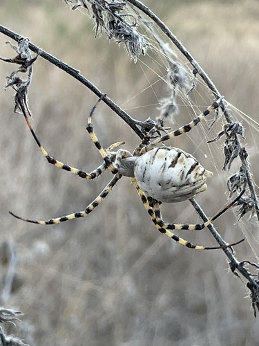 Lobed Argiope