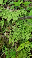 Adiantum shastense