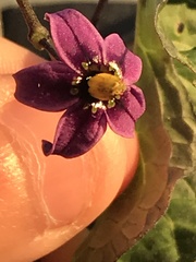 Solanum dulcamara