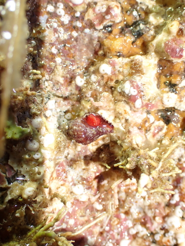 Ocinebrina aciculata observed 2026-09-12