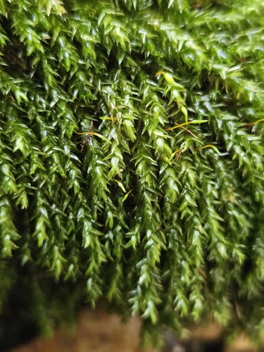 Rhynchostegium riparioides observed 2026-09-12