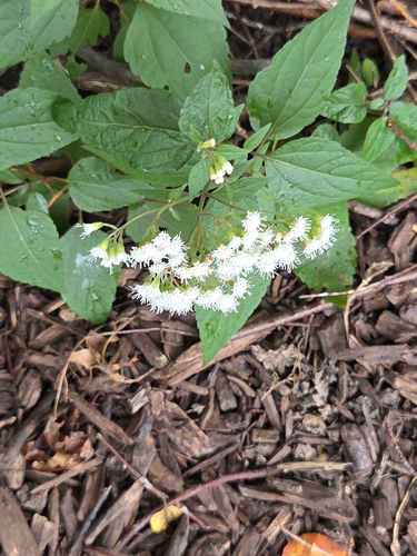 white snakeroot