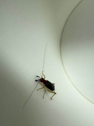 Red-headed Bush Cricket