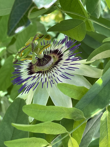 Bluecrown passionflower