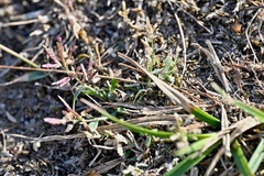 Eragrostis minor, photograph (c) Petr Harant, some rights reserved (CC BY)