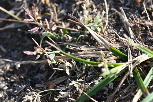 Eragrostis minor, photograph 6