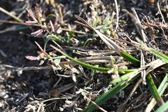 Eragrostis minor, photograph (c) Petr Harant, some rights reserved (CC BY)