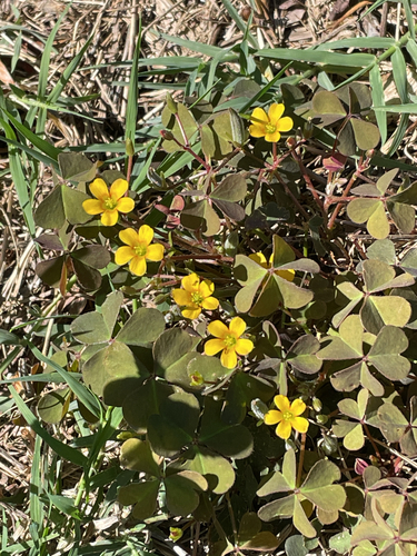 Creeping Woodsorrel