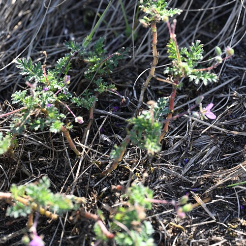 Erodium cicutarium, photograph 6