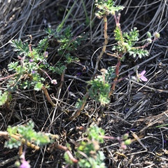 Erodium cicutarium, photograph (c) Petr Harant, some rights reserved (CC BY)