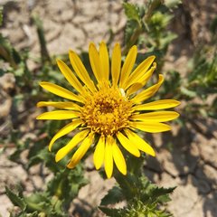 Grindelia inuloides
