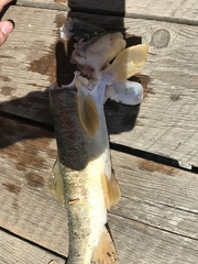 Catostomus catostomus