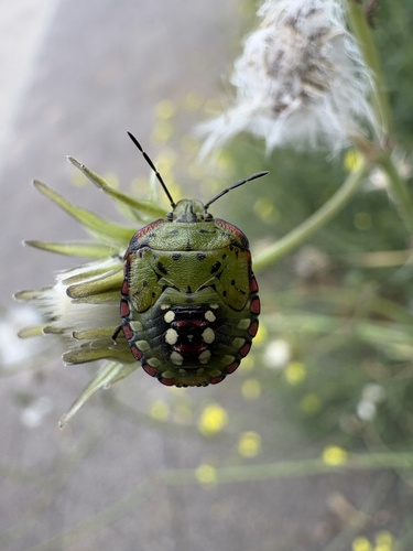 Southern Green Stink Bug