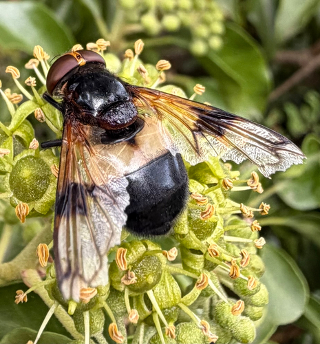 Pellucid Hover Fly