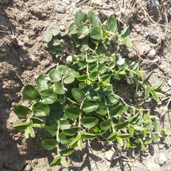 Evolvulus prostratus