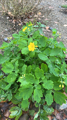 Greater celandine