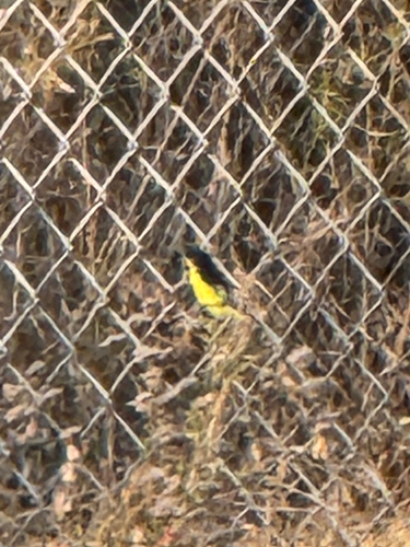 Lesser Goldfinch