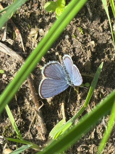 Short-tailed Blue