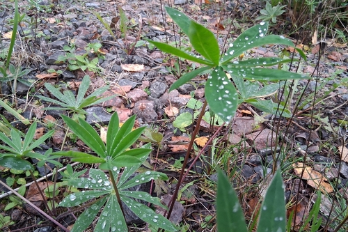 Large-leaved lupine