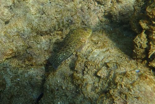 Rusty Blenny