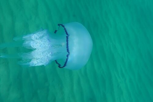 Barrel Jelly