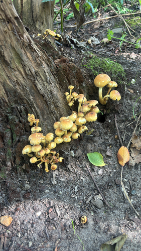 Sulphur Tuft