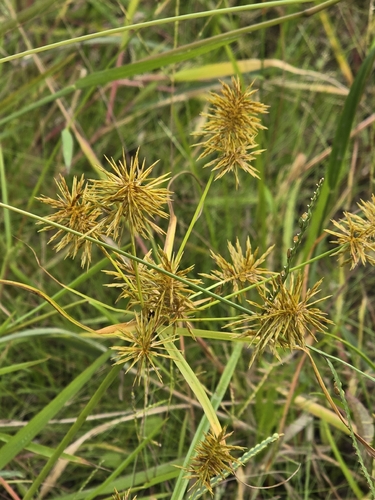 straw-colored flatsedge