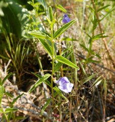 Scutellaria angustifolia
