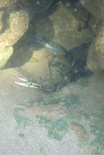 Atlantic Blue Crab