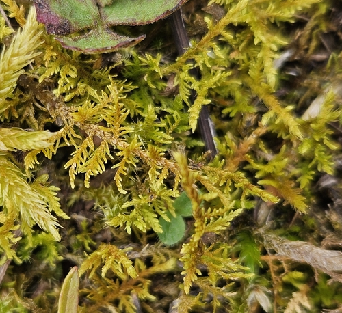 Thuidium assimile observed 2026-09-12