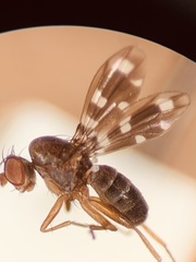 Diastatidae