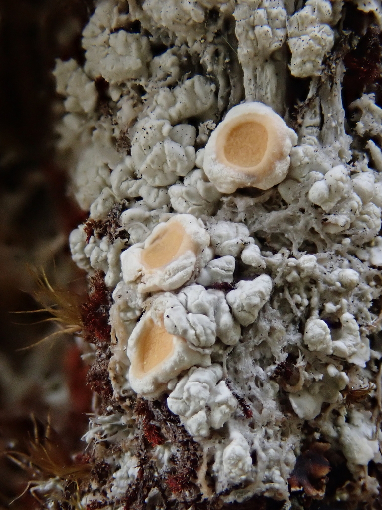 Crabseye Lichens