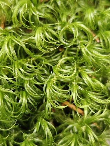 Paraleucobryum longifolium observed 2026-09-12
