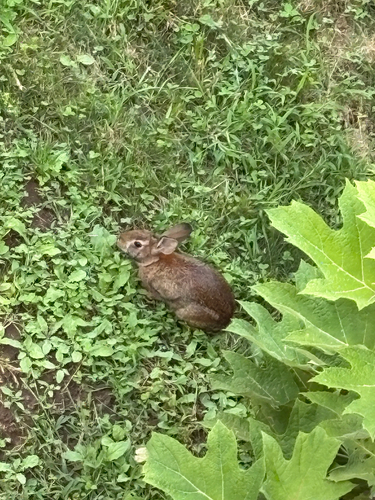 Appalachian Cottontail observed by oliver_the_birder