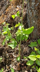 Smilax californica