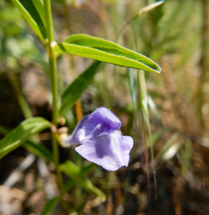 Scutellaria angustifolia