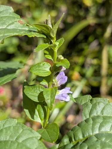 Scutellaria lateriflora, photograph 5